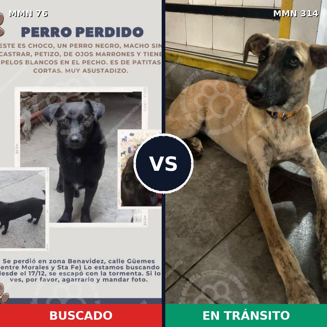 Comparativa MMS 2554: mascota perdida y mascota encontrada, 8% de similitud