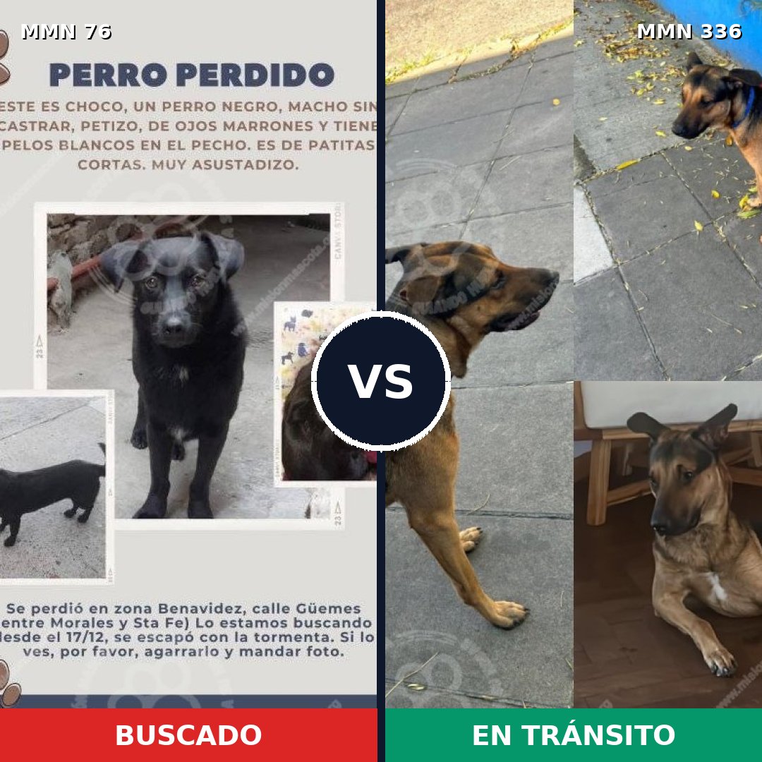 Comparativa MMS 2555: mascota perdida y mascota encontrada, 39% de similitud