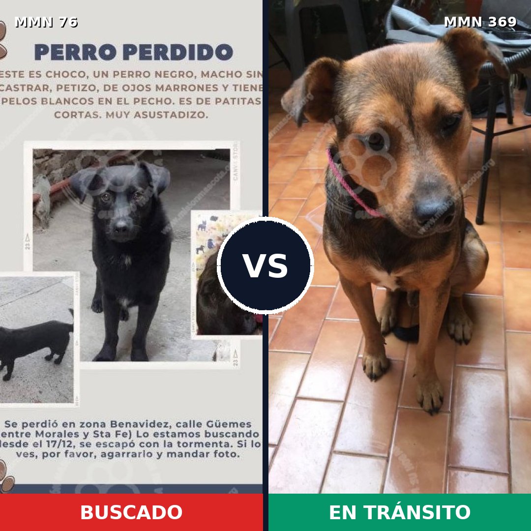 Comparativa MMS 2557: mascota perdida y mascota encontrada, 38% de similitud