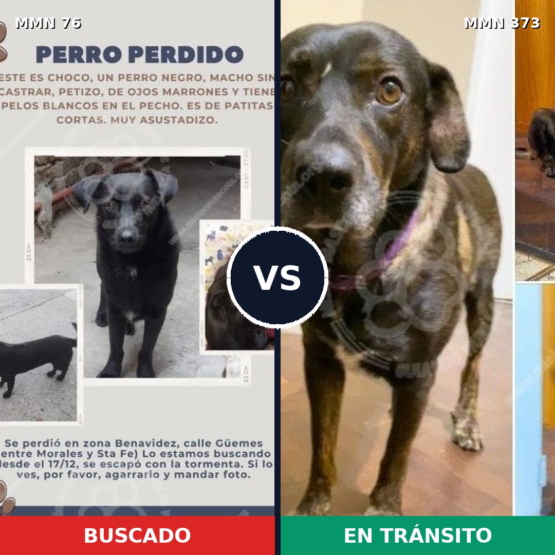 Comparativa MMS 2558: mascota perdida y mascota encontrada, 48% de similitud