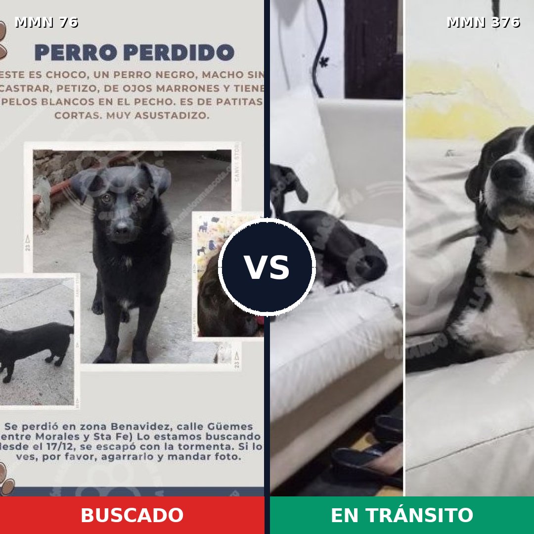 Comparativa MMS 2559: mascota perdida y mascota encontrada, 85% de similitud