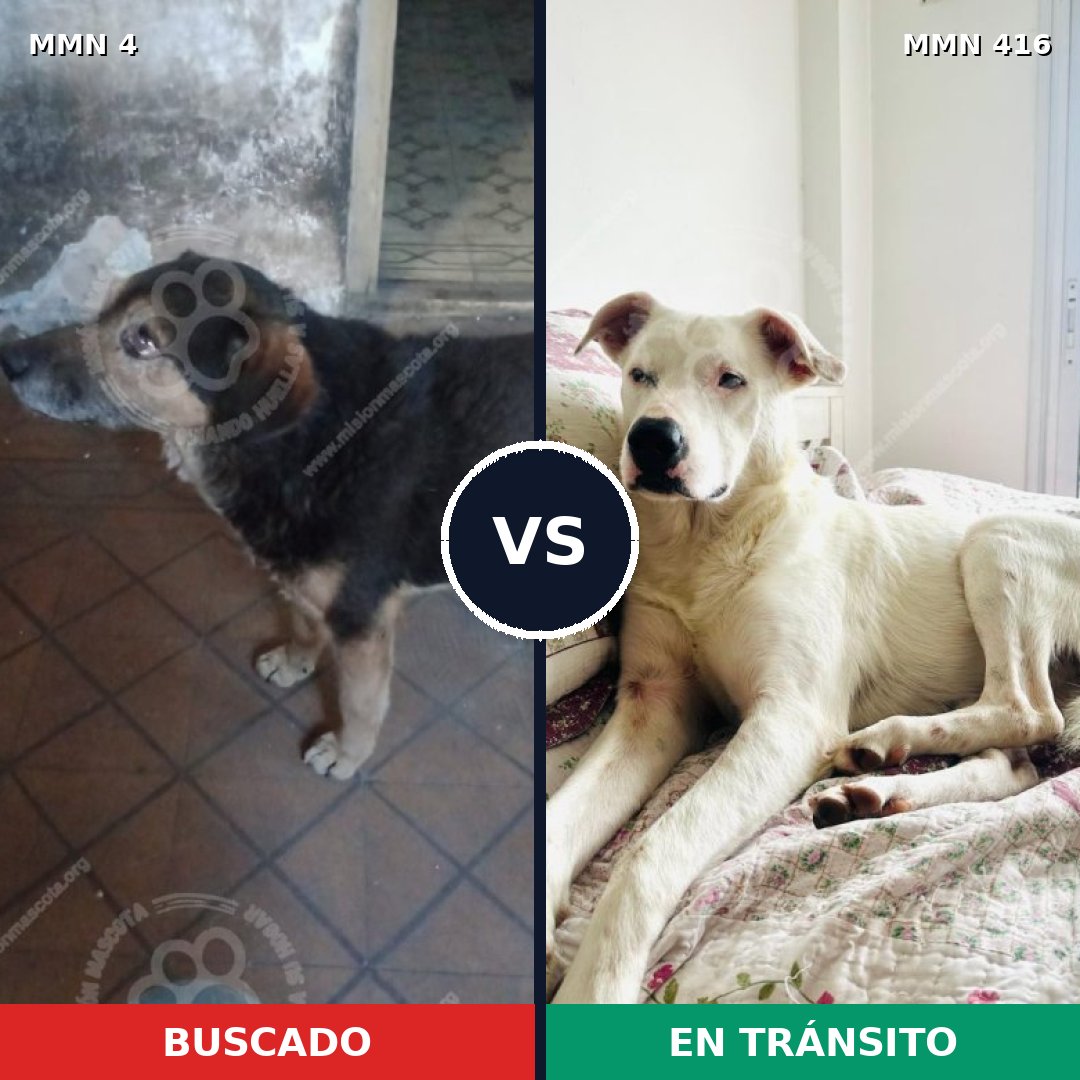 Comparativa MMS 256: mascota perdida y mascota encontrada, 61% de similitud