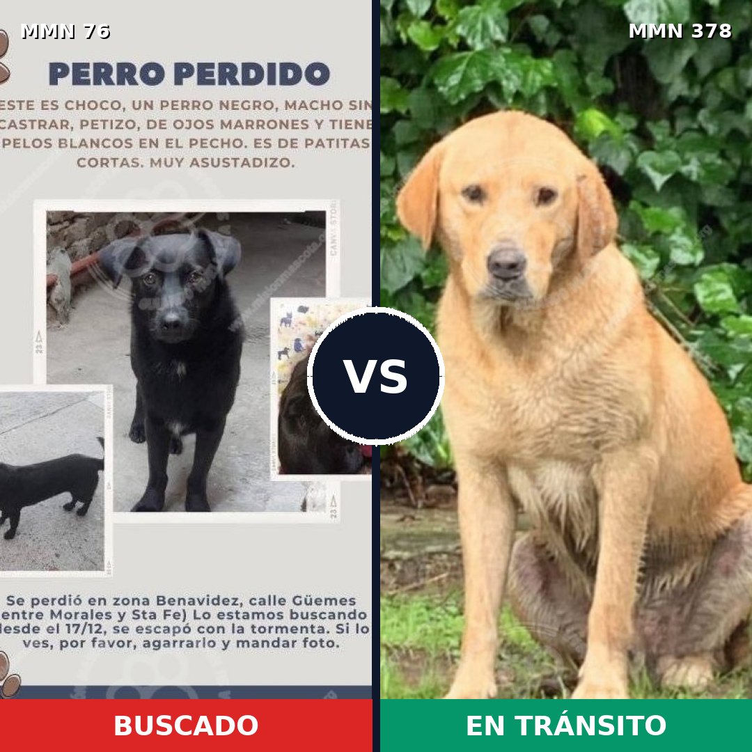 Comparativa MMS 2560: mascota perdida y mascota encontrada, 11% de similitud