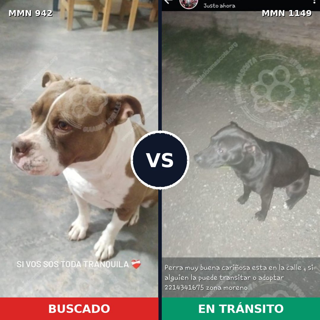 Comparativa MMS 25610: mascota perdida y mascota encontrada, 42% de similitud