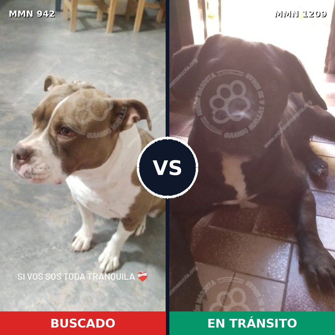 Comparativa MMS 25611: mascota perdida y mascota encontrada, 51% de similitud