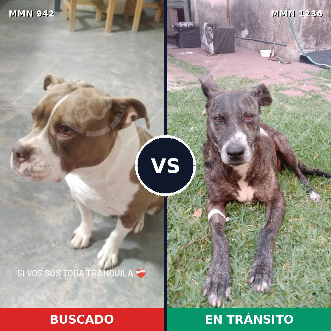 Comparativa MMS 25612: mascota perdida y mascota encontrada, 50% de similitud