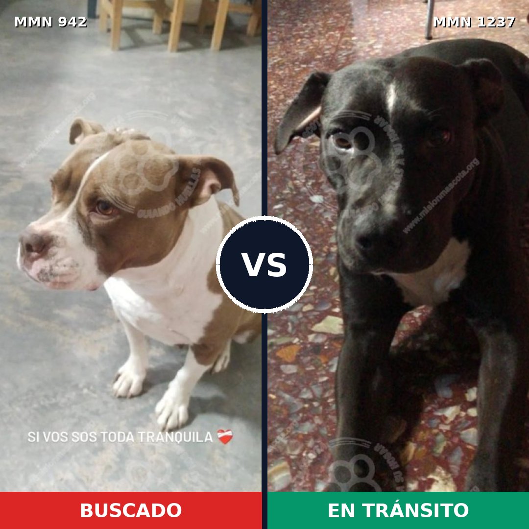 Comparativa MMS 25613: mascota perdida y mascota encontrada, 53% de similitud