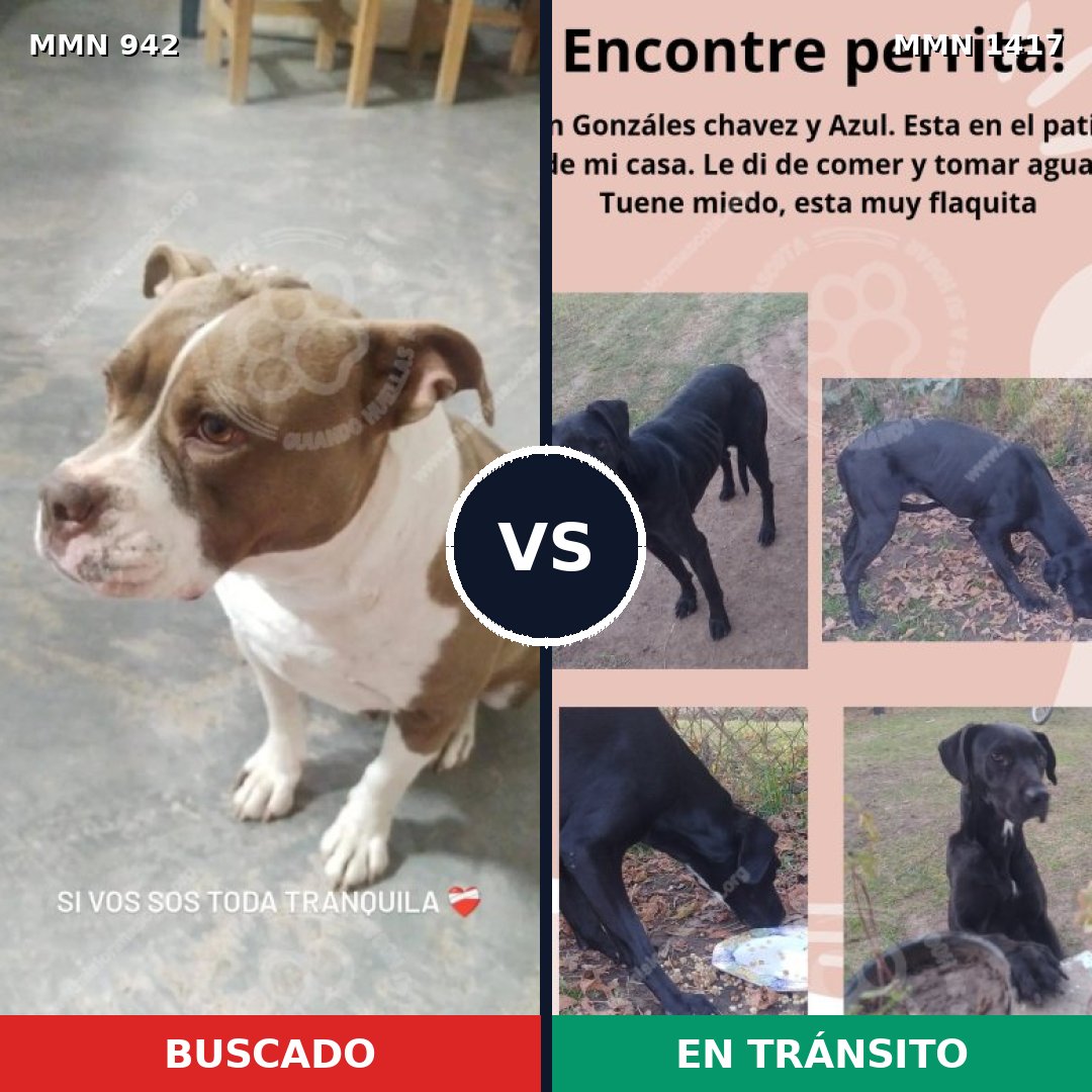 Comparativa MMS 25618: mascota perdida y mascota encontrada, 49% de similitud