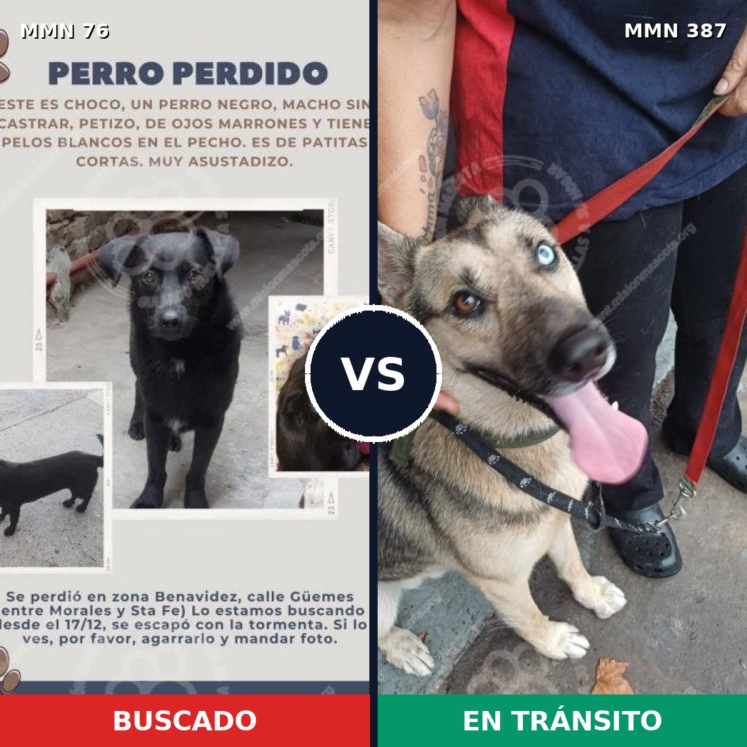 Comparativa MMS 2562: mascota perdida y mascota encontrada, 47% de similitud