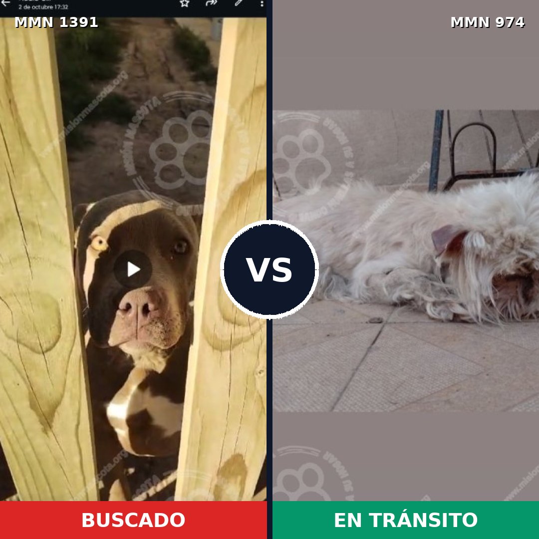 Comparativa MMS 25621: mascota perdida y mascota encontrada, 37% de similitud