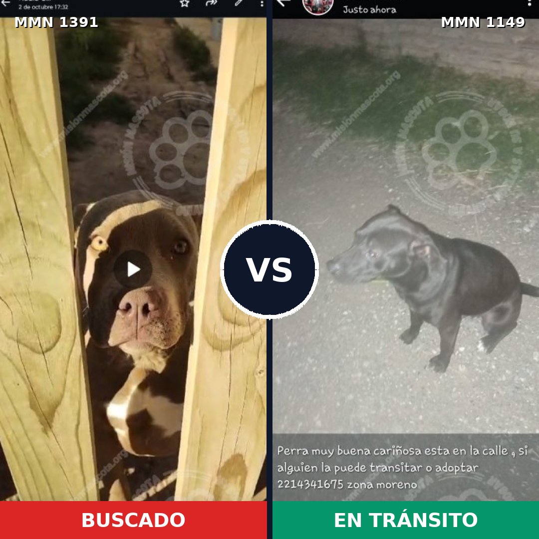 Comparativa MMS 25622: mascota perdida y mascota encontrada, 40% de similitud