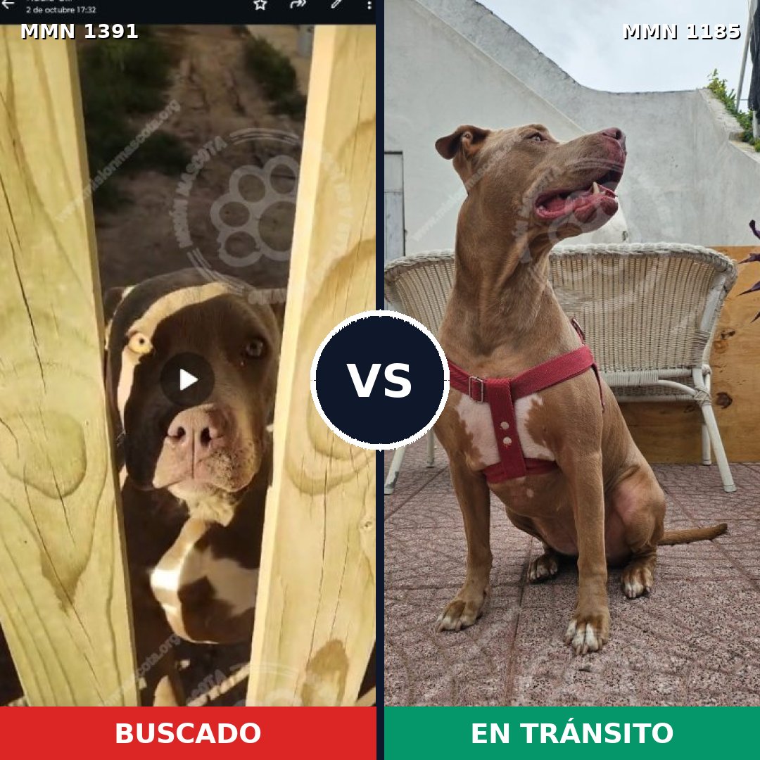 Comparativa MMS 25623: mascota perdida y mascota encontrada, 58% de similitud