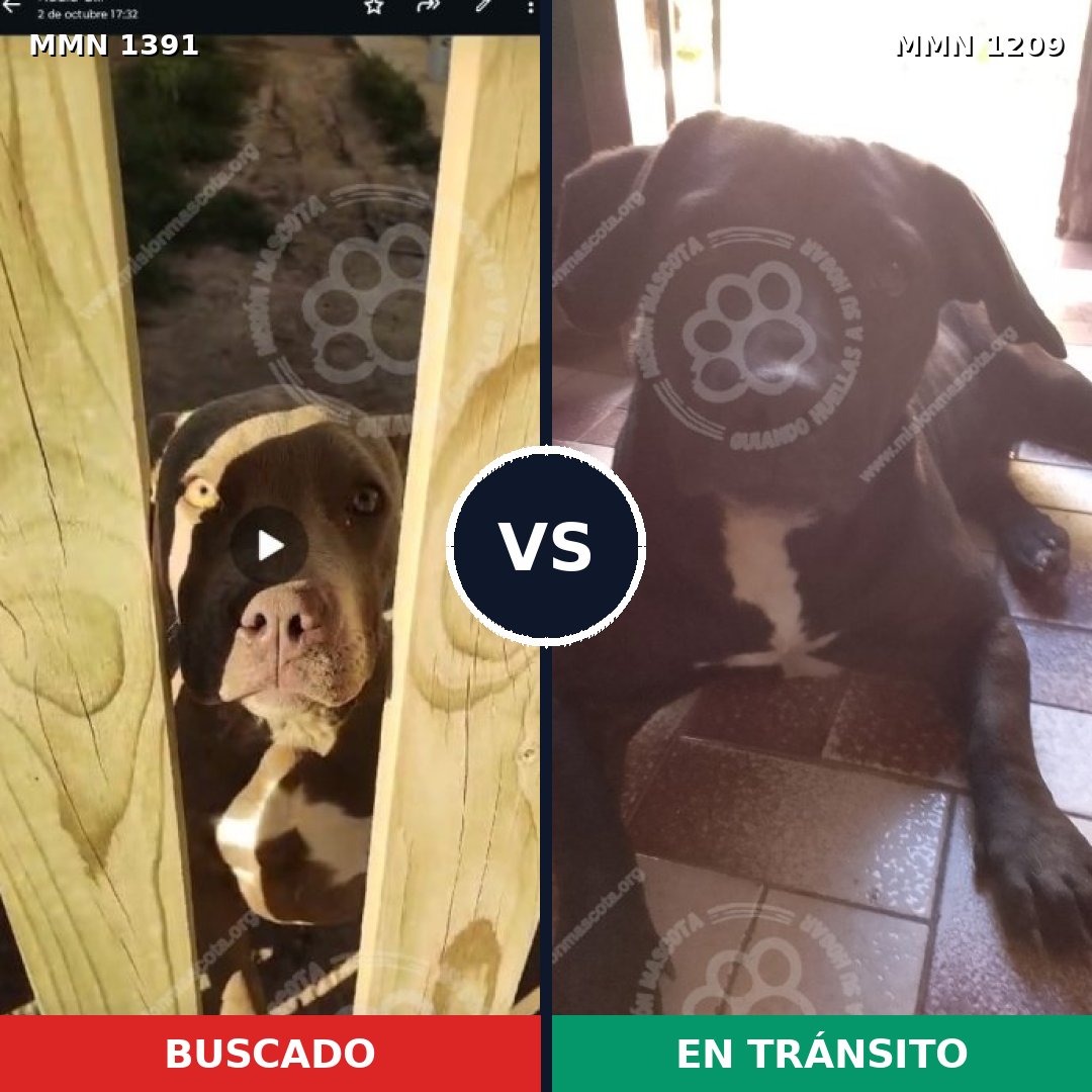 Comparativa MMS 25624: mascota perdida y mascota encontrada, 49% de similitud