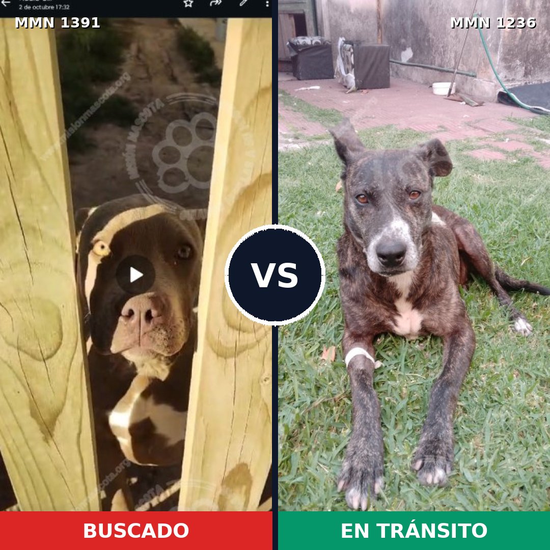 Comparativa MMS 25625: mascota perdida y mascota encontrada, 42% de similitud
