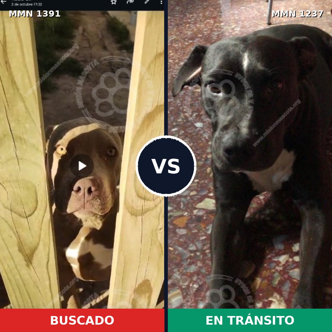 Comparativa MMS 25626: mascota perdida y mascota encontrada, 51% de similitud