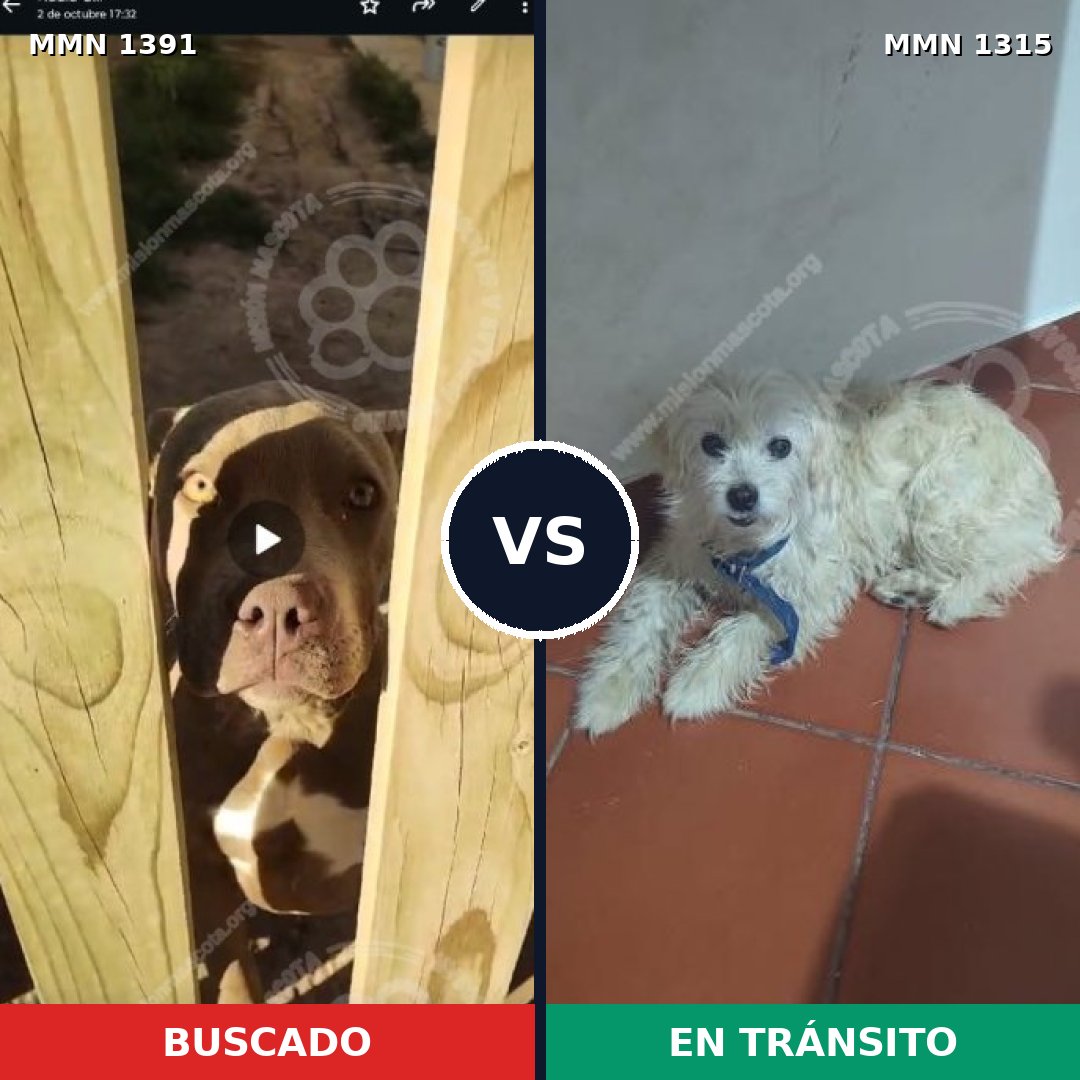 Comparativa MMS 25629: mascota perdida y mascota encontrada, 38% de similitud