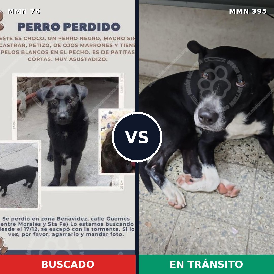 Comparativa MMS 2563: mascota perdida y mascota encontrada, 82% de similitud