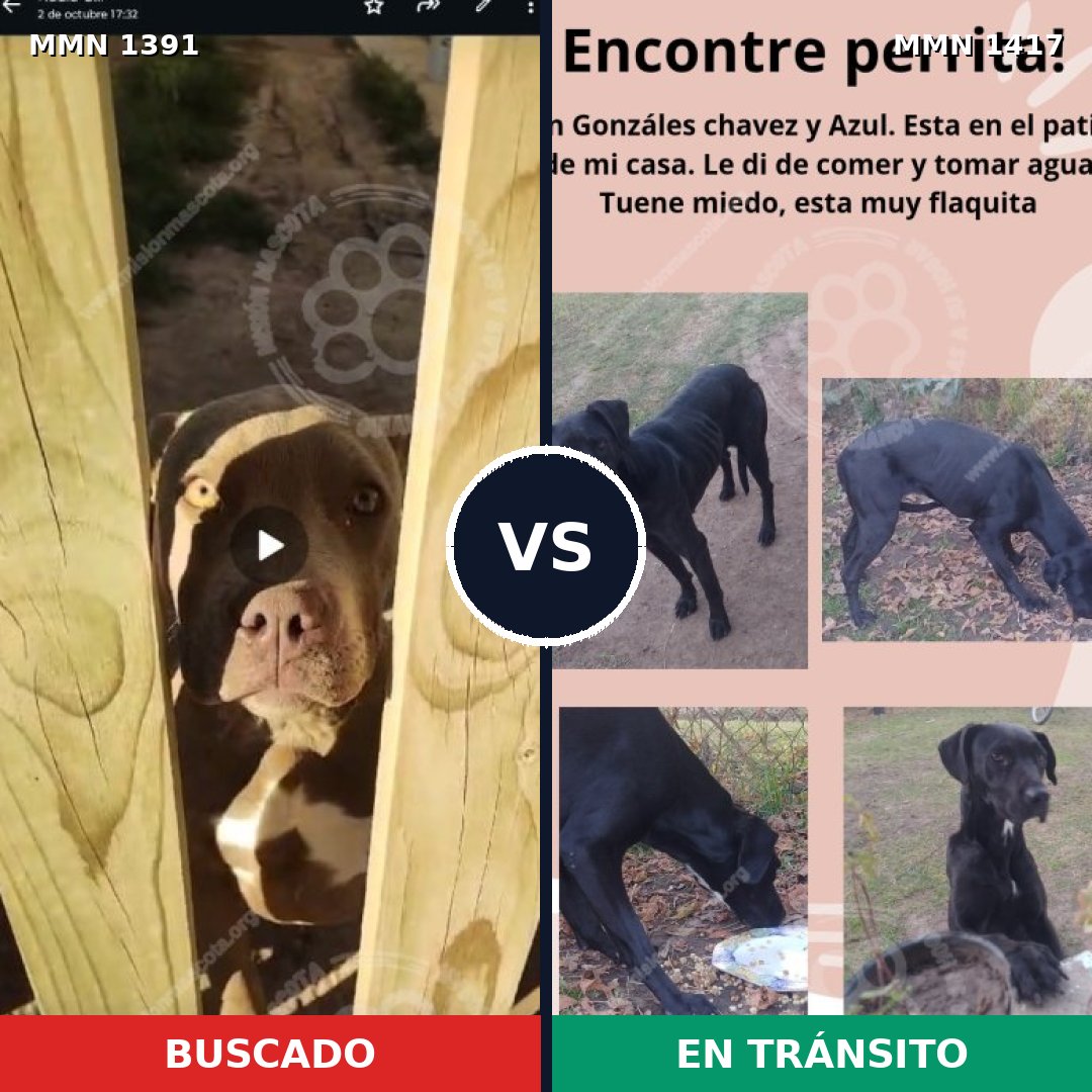 Comparativa MMS 25632: mascota perdida y mascota encontrada, 52% de similitud