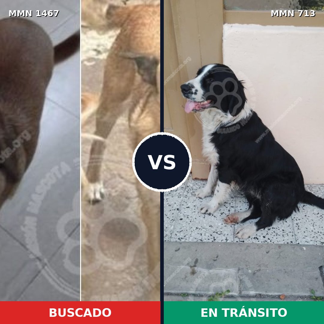 Comparativa MMS 25634: mascota perdida y mascota encontrada, 59% de similitud