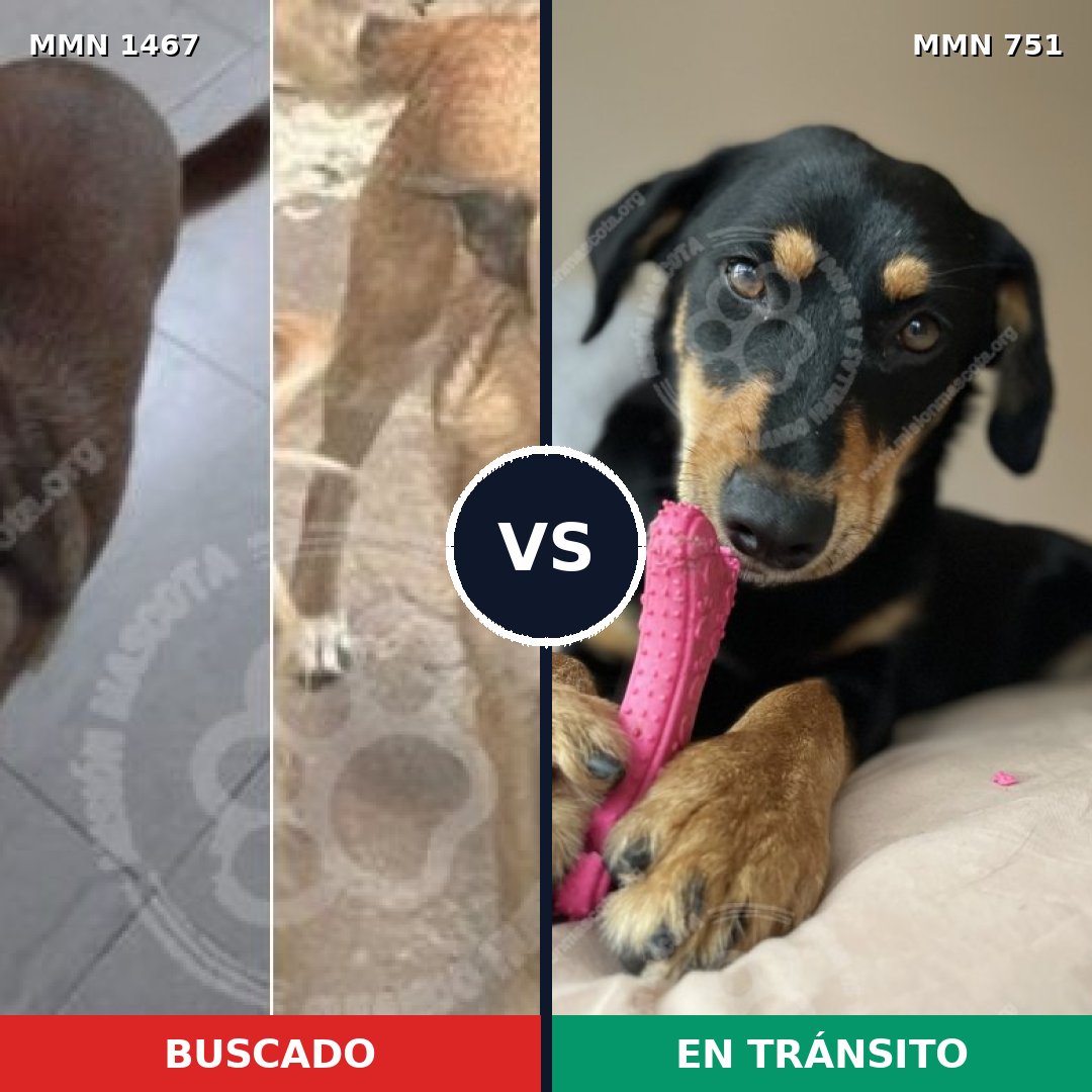 Comparativa MMS 25635: mascota perdida y mascota encontrada, 37% de similitud