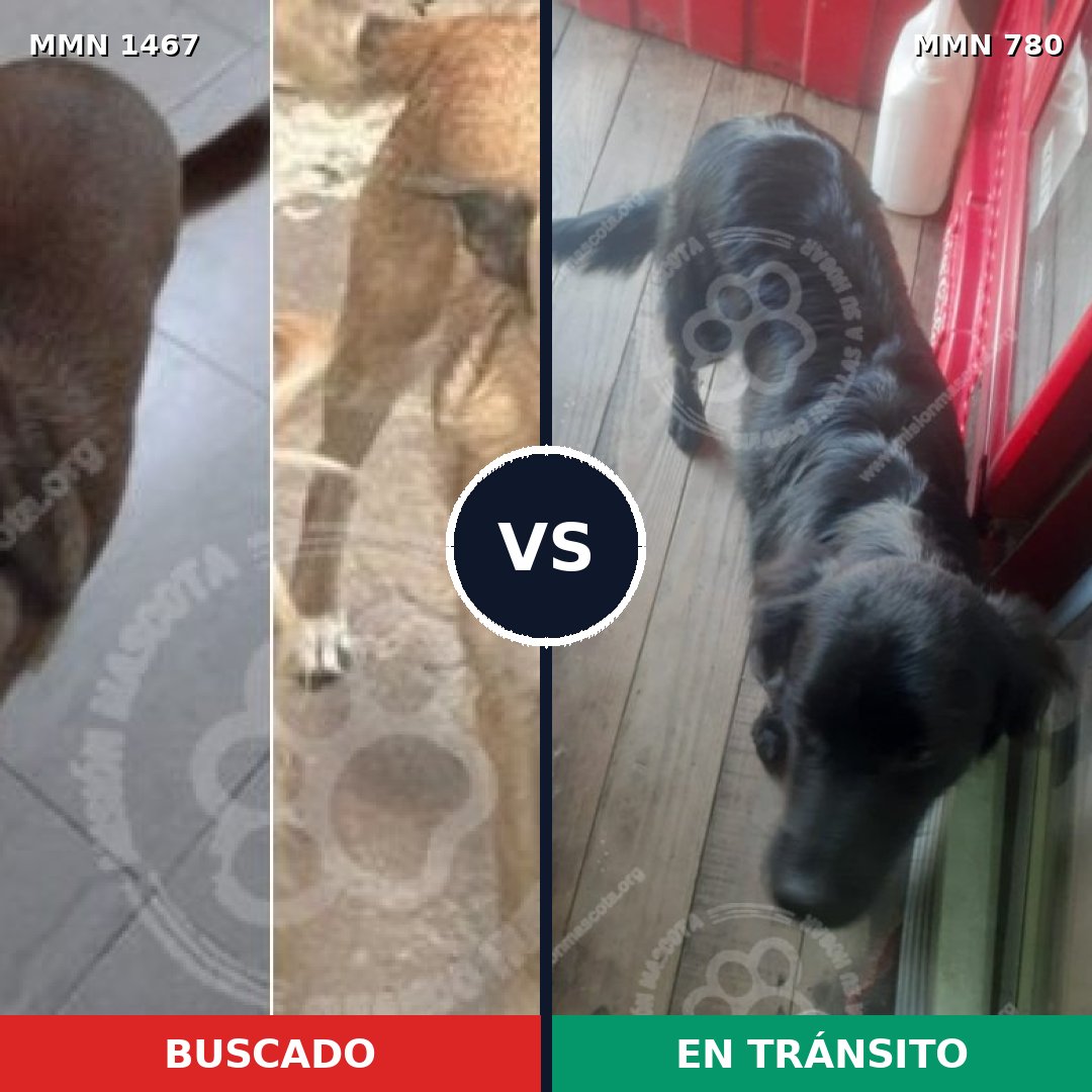 Comparativa MMS 25636: mascota perdida y mascota encontrada, 47% de similitud