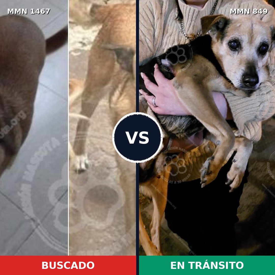 Comparativa MMS 25637: mascota perdida y mascota encontrada, 47% de similitud