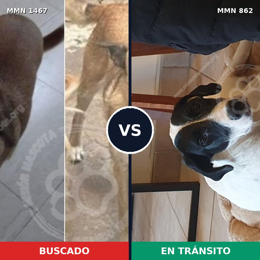 Comparativa MMS 25638: mascota perdida y mascota encontrada, 54% de similitud