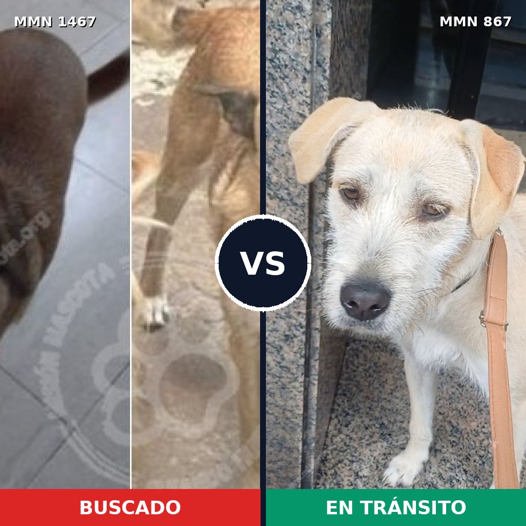 Comparativa MMS 25639: mascota perdida y mascota encontrada, 41% de similitud