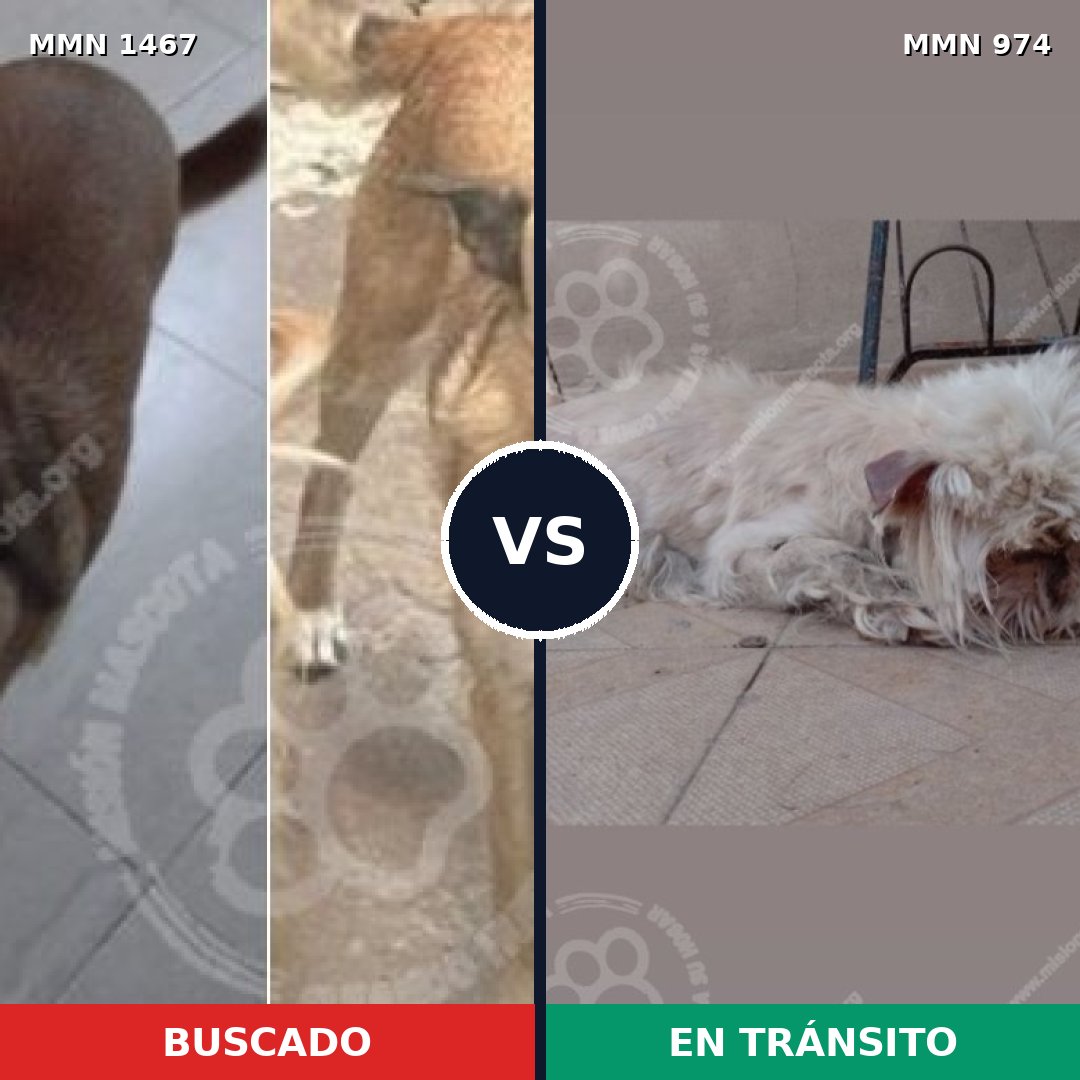 Comparativa MMS 25640: mascota perdida y mascota encontrada, 42% de similitud