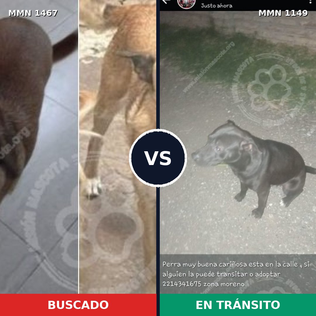 Comparativa MMS 25641: mascota perdida y mascota encontrada, 38% de similitud