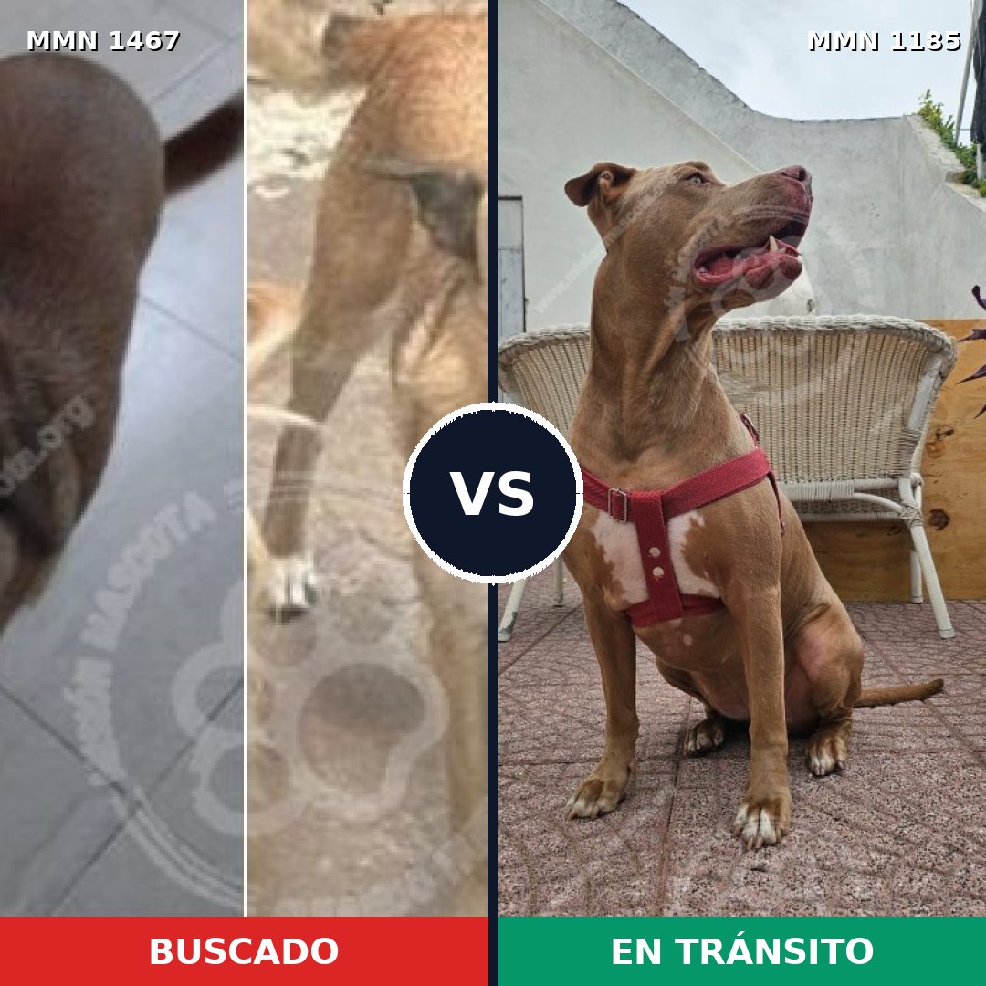 Comparativa MMS 25642: mascota perdida y mascota encontrada, 53% de similitud