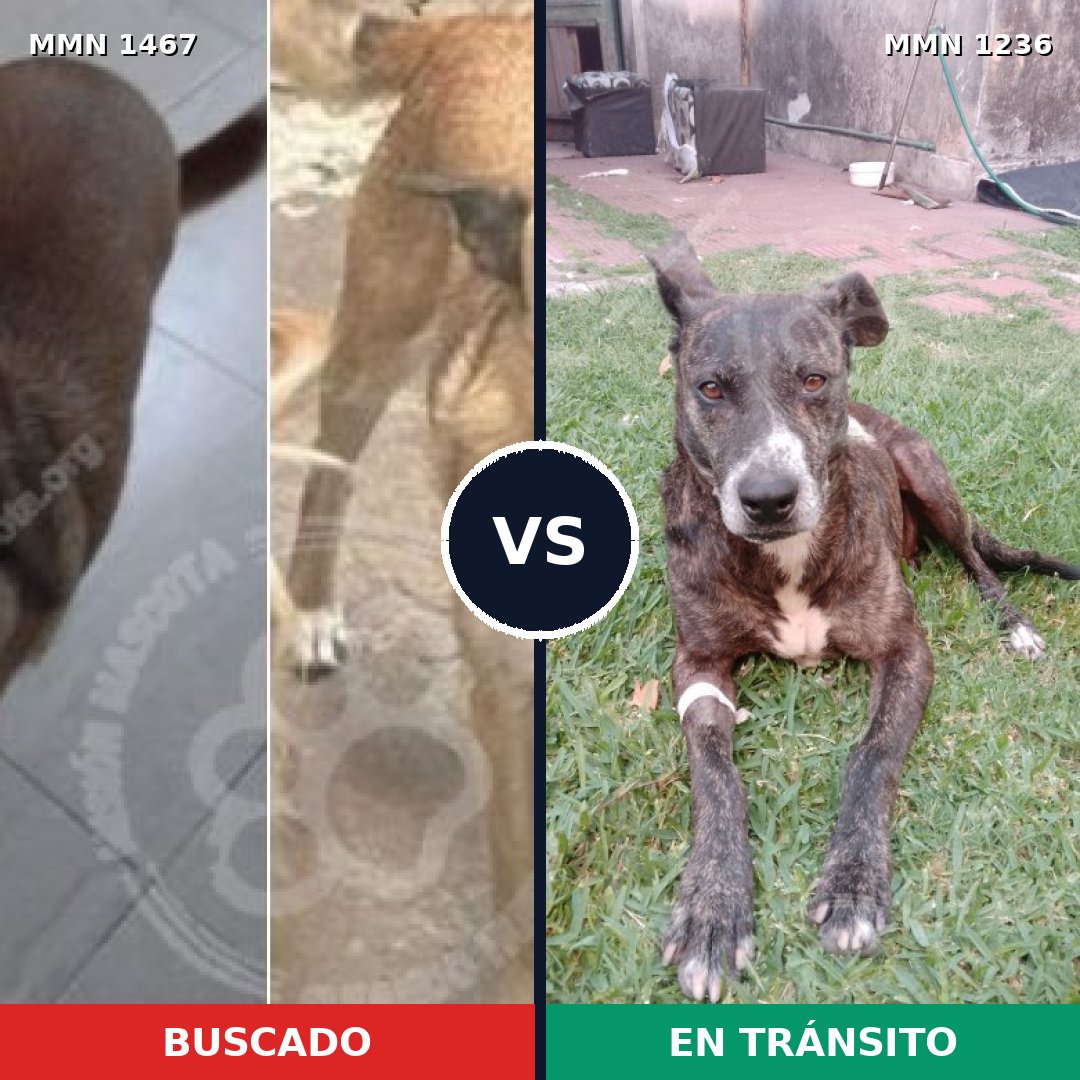 Comparativa MMS 25644: mascota perdida y mascota encontrada, 79% de similitud