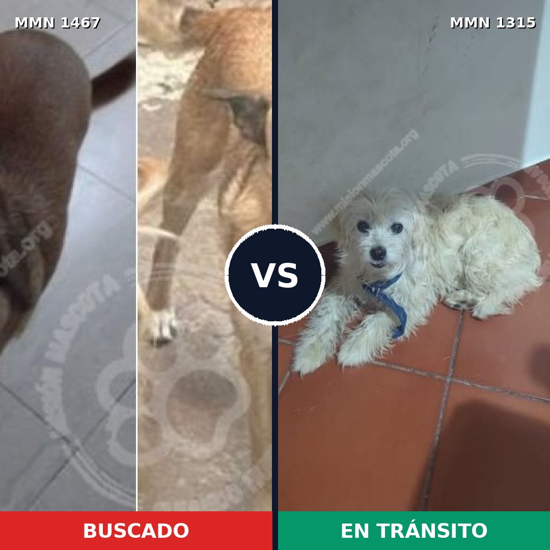 Comparativa MMS 25648: mascota perdida y mascota encontrada, 52% de similitud