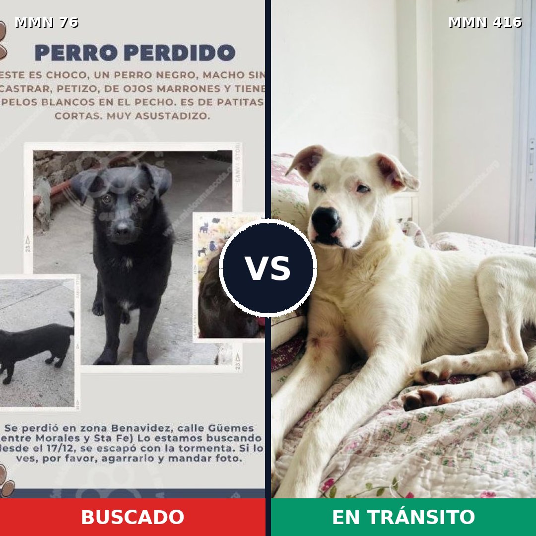 Comparativa MMS 2565: mascota perdida y mascota encontrada, 32% de similitud