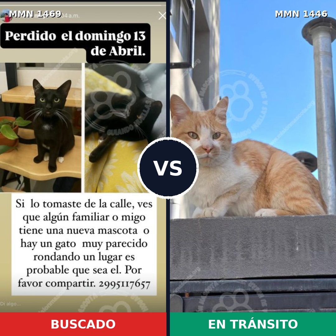 Comparativa MMS 25652: mascota perdida y mascota encontrada, 79% de similitud