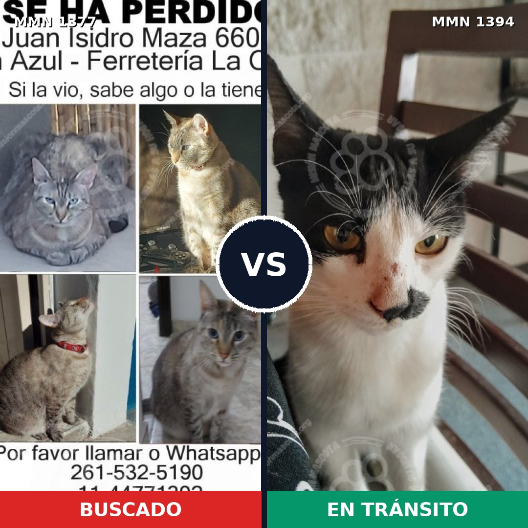 Comparativa MMS 25656: mascota perdida y mascota encontrada, 34% de similitud