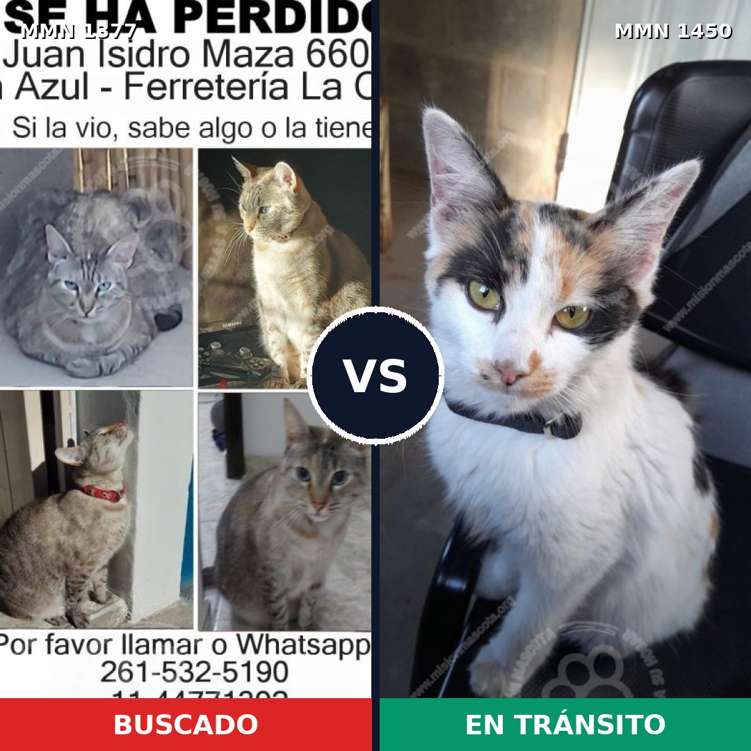 Comparativa MMS 25657: mascota perdida y mascota encontrada, 32% de similitud