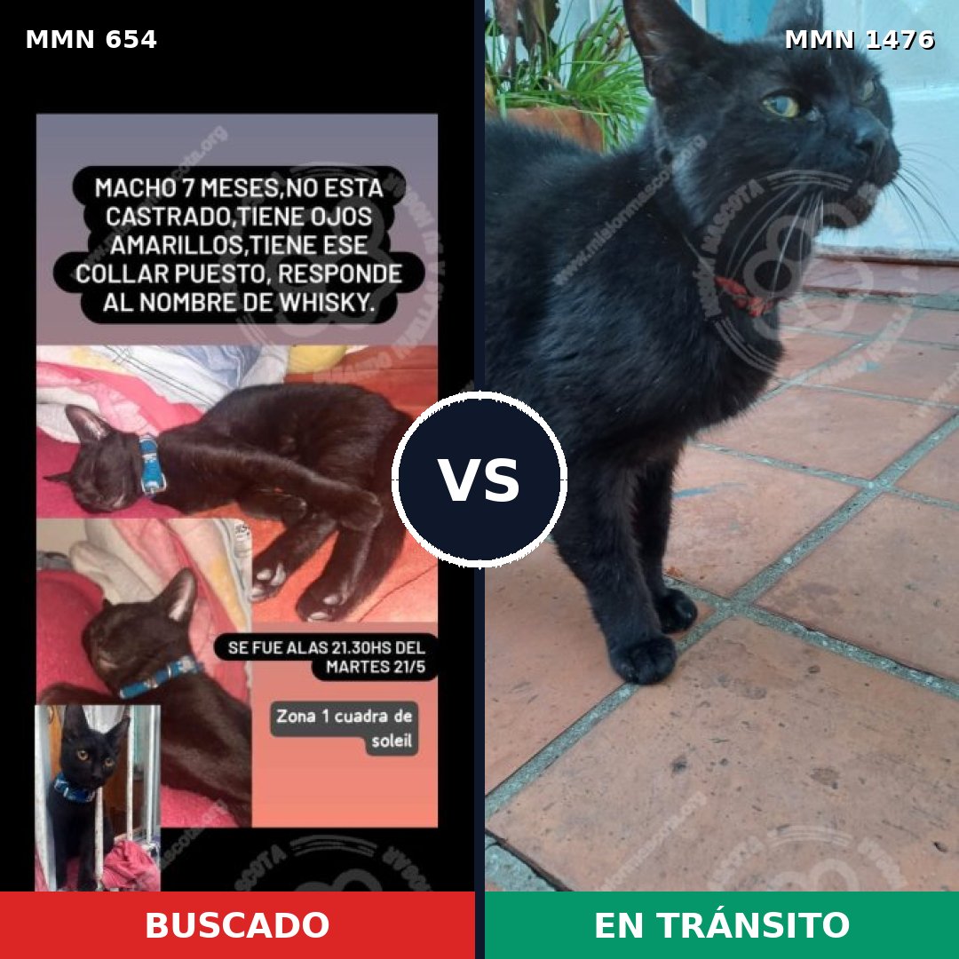 Comparativa MMS 25669: mascota perdida y mascota encontrada, 53% de similitud