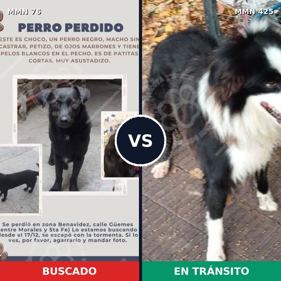 Comparativa MMS 2567: mascota perdida y mascota encontrada, 31% de similitud