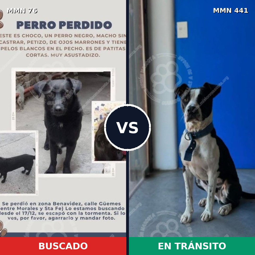 Comparativa MMS 2568: mascota perdida y mascota encontrada, 45% de similitud