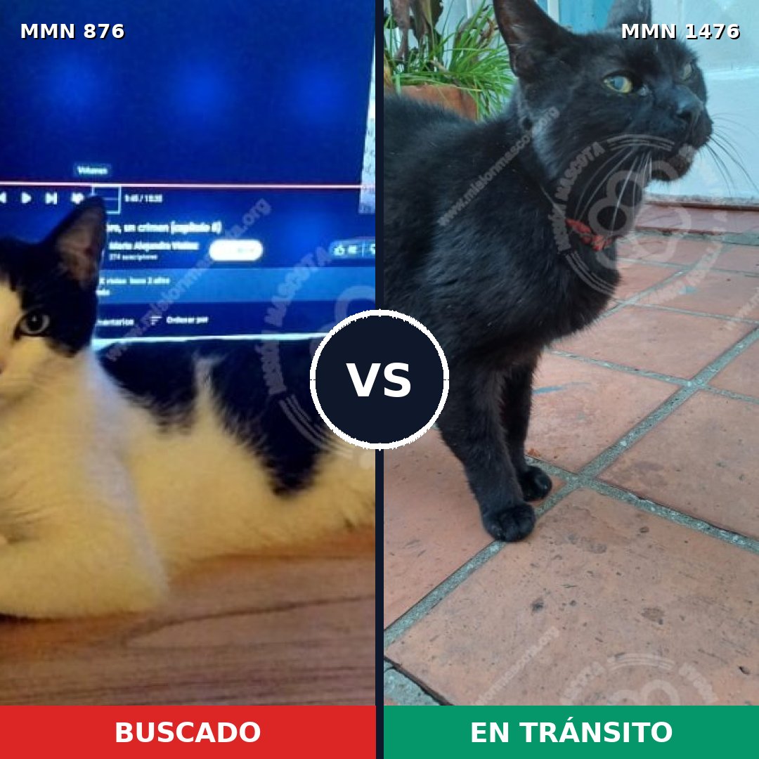 Comparativa MMS 25684: mascota perdida y mascota encontrada, 52% de similitud