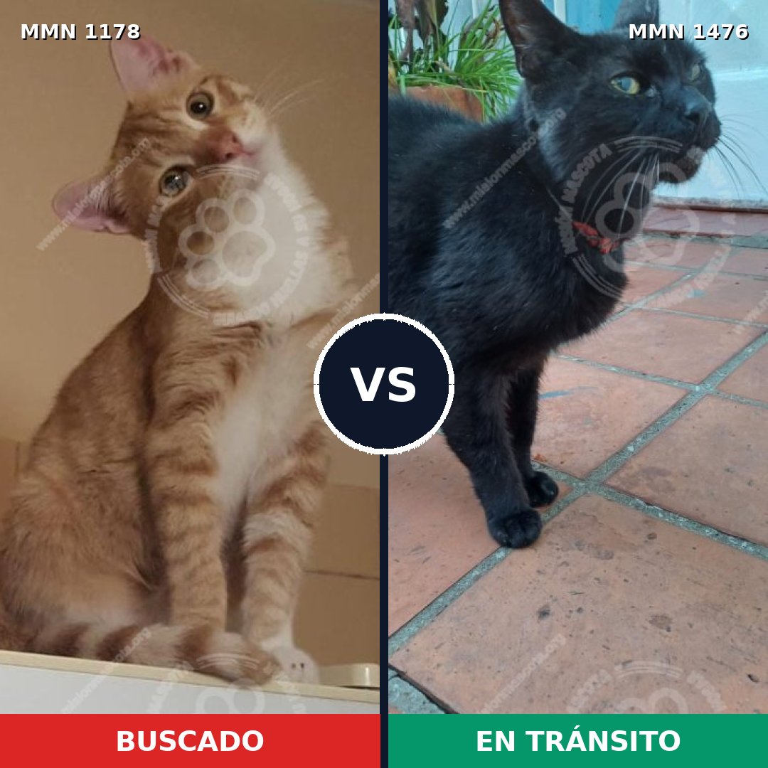 Comparativa MMS 25698: mascota perdida y mascota encontrada, 56% de similitud
