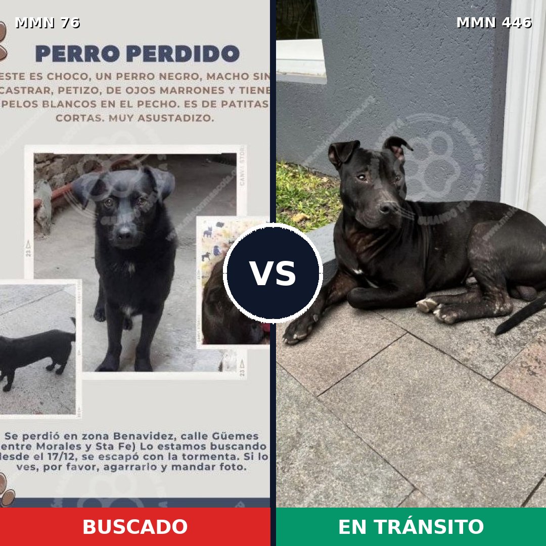 Comparativa MMS 2570: mascota perdida y mascota encontrada, 83% de similitud