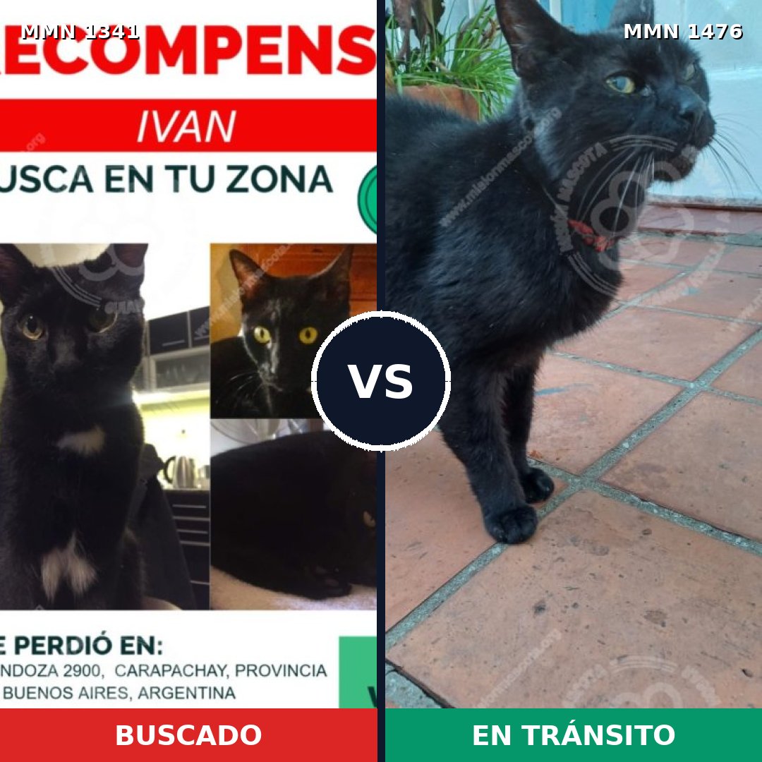 Comparativa MMS 25706: mascota perdida y mascota encontrada, 83% de similitud