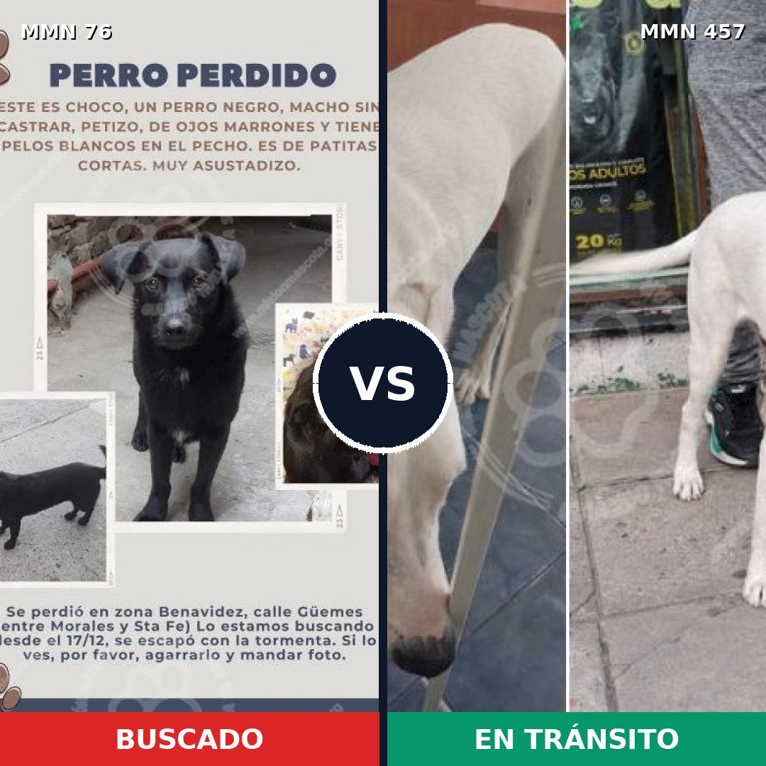 Comparativa MMS 2571: mascota perdida y mascota encontrada, 26% de similitud