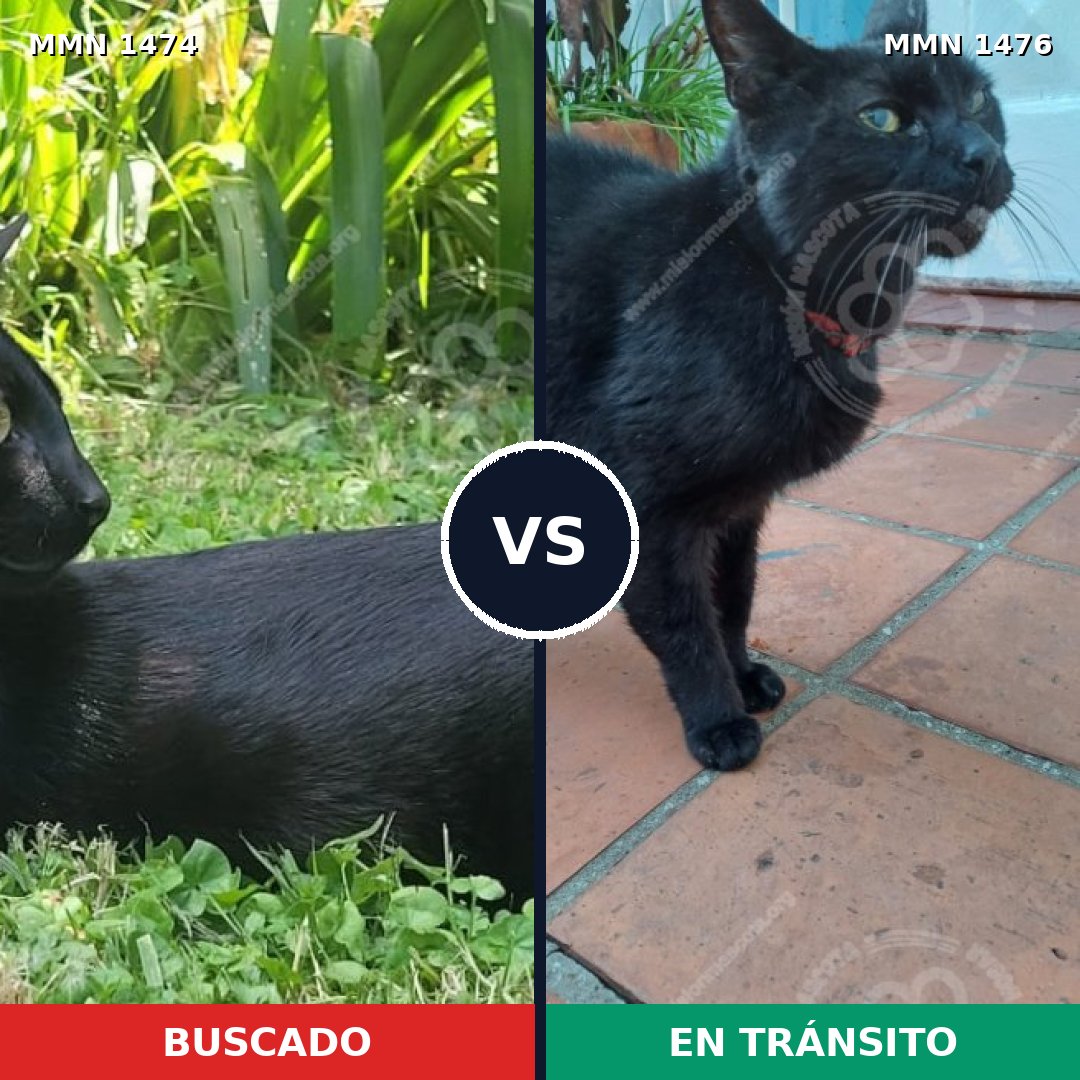 Comparativa MMS 25713: mascota perdida y mascota encontrada, 81% de similitud