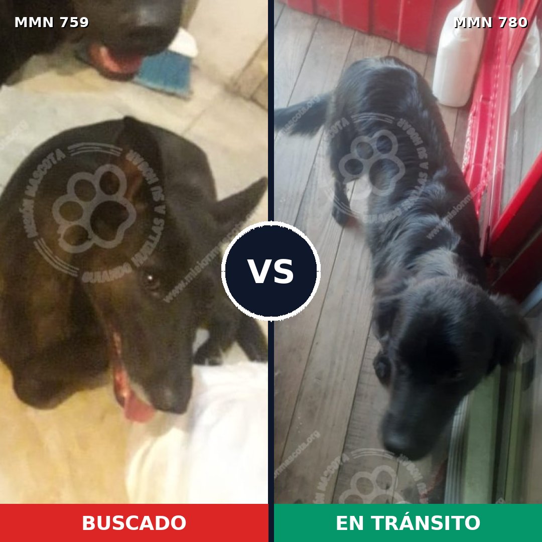 Comparativa MMS 25716: mascota perdida y mascota encontrada, 49% de similitud
