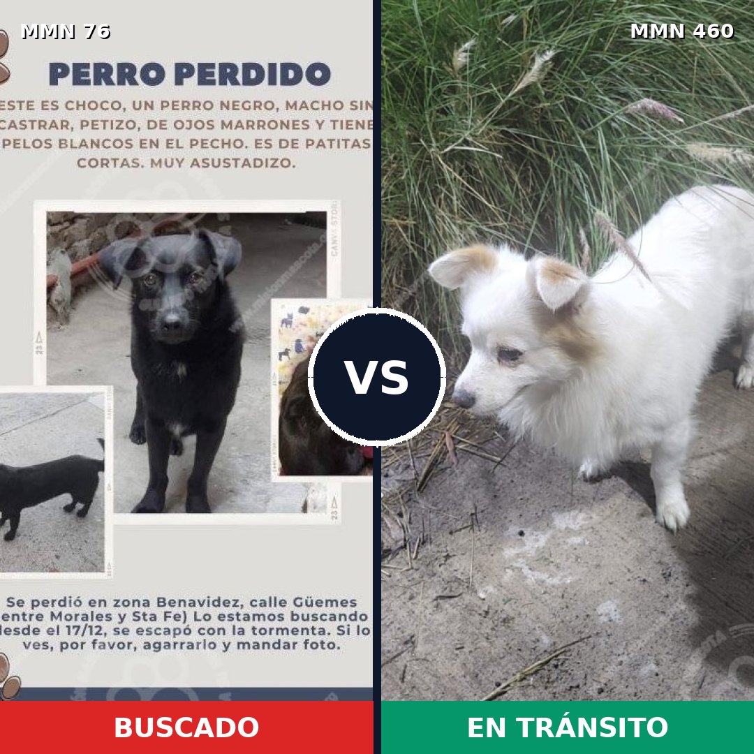Comparativa MMS 2572: mascota perdida y mascota encontrada, 78% de similitud