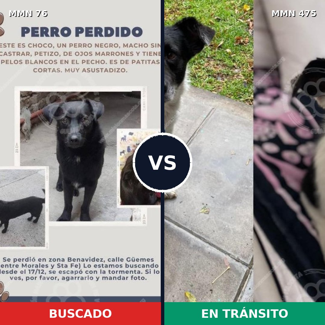 Comparativa MMS 2575: mascota perdida y mascota encontrada, 83% de similitud