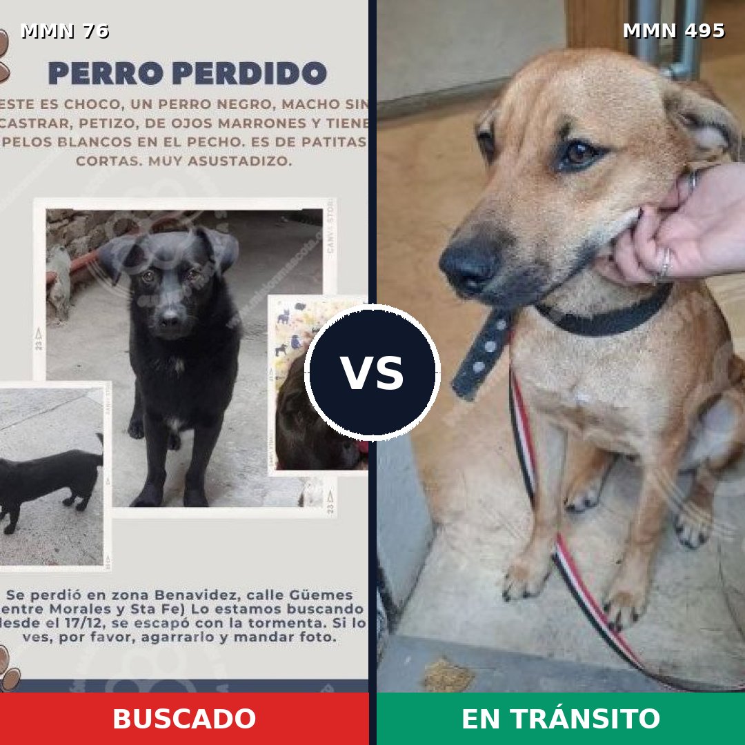 Comparativa MMS 2577: mascota perdida y mascota encontrada, 48% de similitud